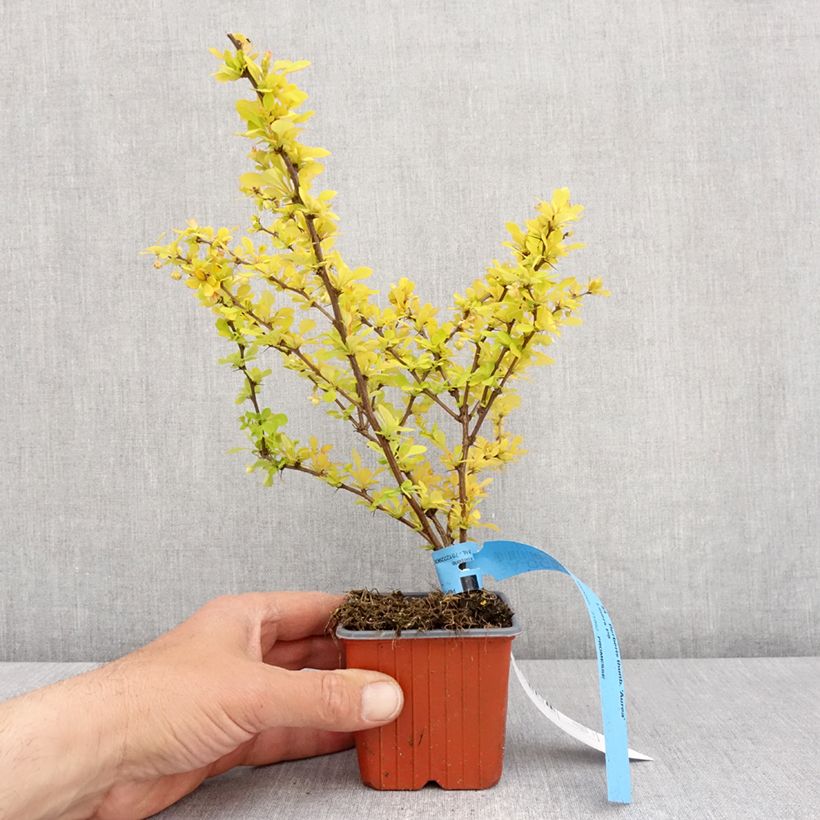 Amostra de Berberis thunbergii Aurea Vaso de 8/9 cm tal como entregue na primavera