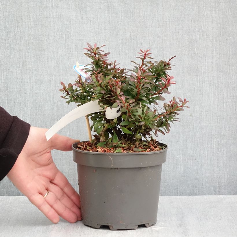 Amostra de Berberis thunbergii Bagatelle - Bérberis-do-japão Vaso de 2 L/3 L tal como entregue no outono