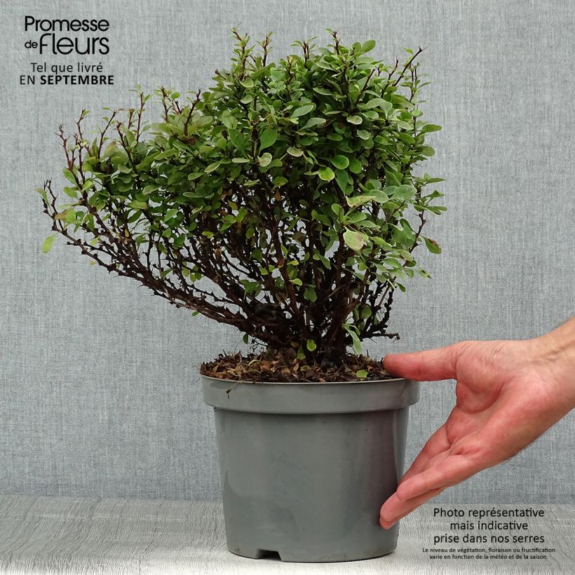 Amostra de Berberis thunbergii Bagatelle Vaso de 2 L/3 L tal como entregue no verão