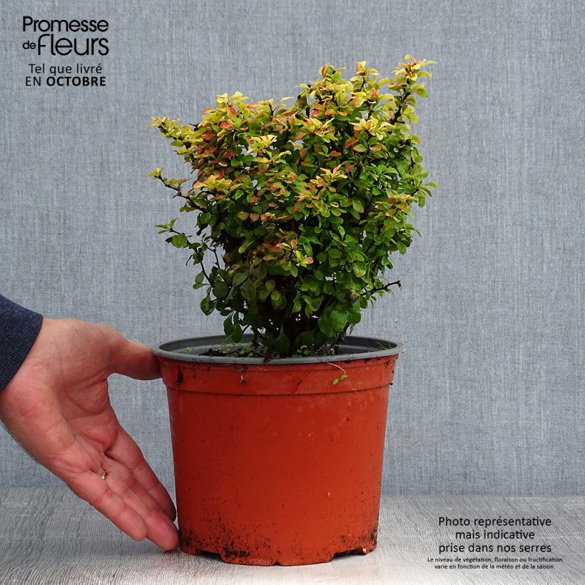 Amostra de Berberis thunbergii Bonanza Gold Vaso de 2 L/3 L tal como entregue no outono