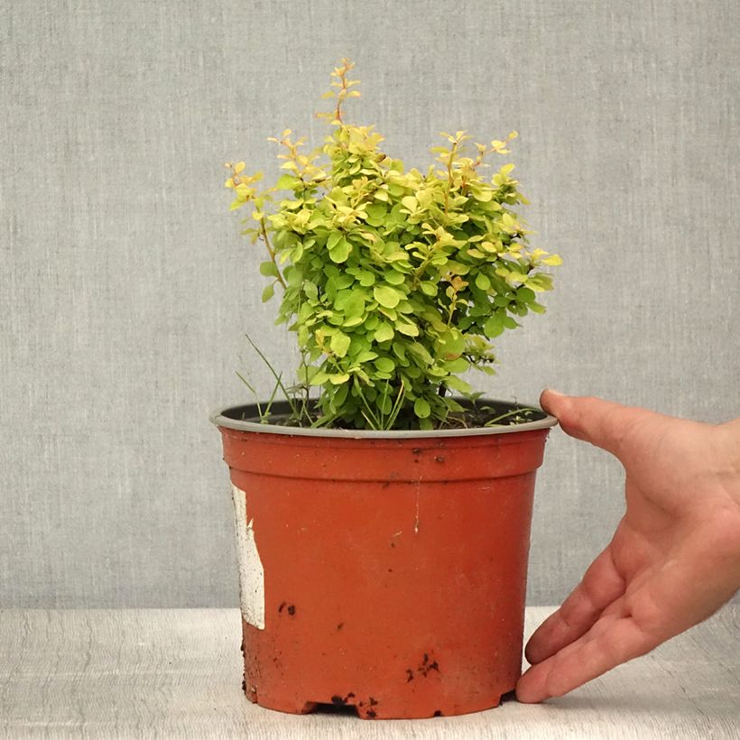 Amostra de Berberis thunbergii Bonanza Gold Vaso de 2 L/3 L tal como entregue no verão