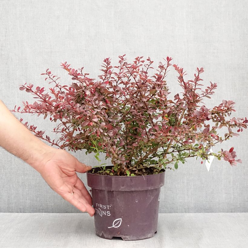 Amostra de Berberis thunbergii Cabernet Vaso de 3 L/4 L tal como entregue no verão