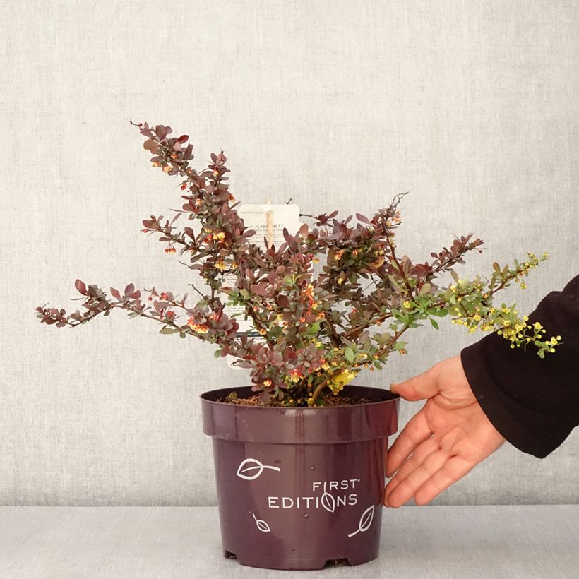 Amostra de Berberis thunbergii Cabernet Vaso de 3 L/4 L tal como entregue na primavera