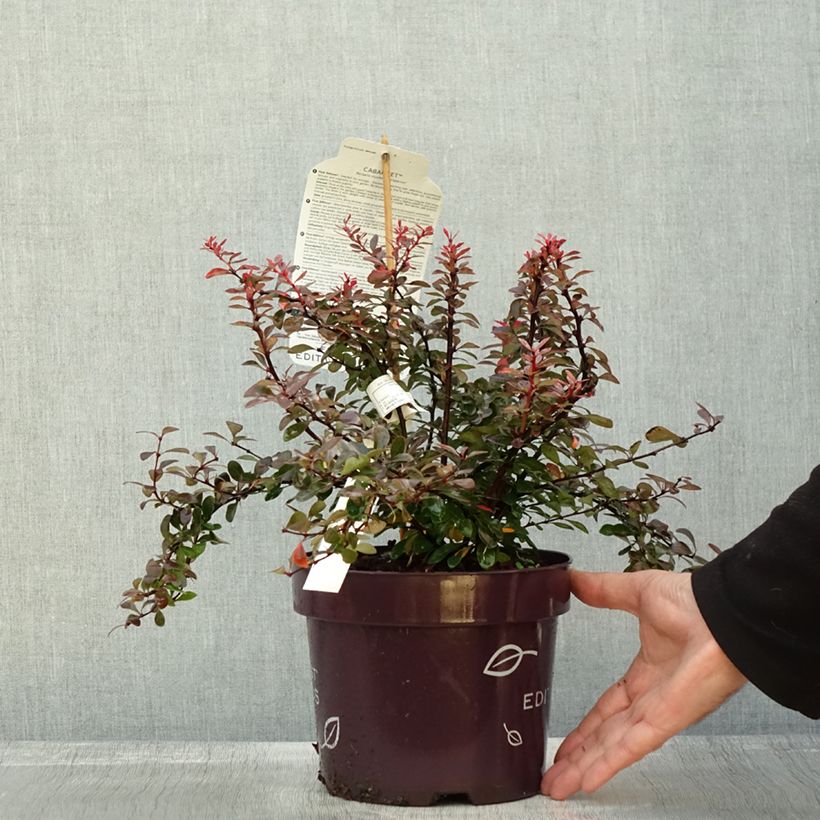 Amostra de Berberis thunbergii Cabernet Vaso de 3 L/4 L tal como entregue no outono