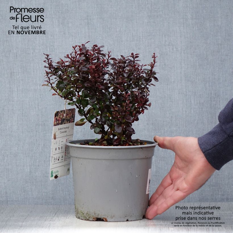 Amostra de Berberis thunbergii Concorde Vaso de 2 L/3 L tal como entregue no outono