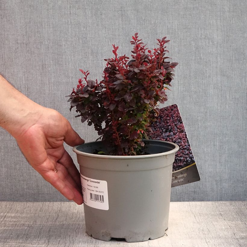 Amostra de Berberis thunbergii Concorde Vaso de 2 L/3 L tal como entregue no verão