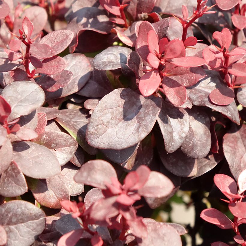 Berberis thunbergii Concorde (Folhagem)