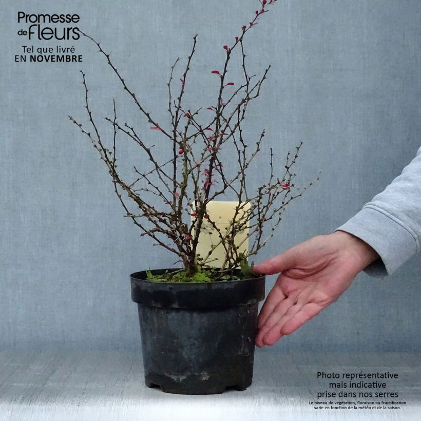 Amostra de Berberis thunbergii Dart's Red Lady Vaso de 2 L/3 L tal como entregue no outono