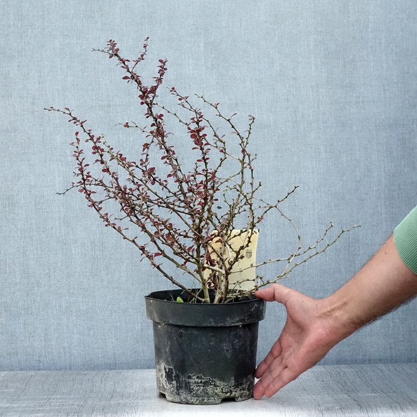 Amostra de Berberis thunbergii Dart's Red Lady Vaso de 2 L/3 L tal como entregue no verão