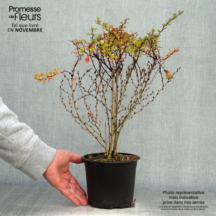 Amostra de Berberis thunbergii Vaso de 2 L/3 L tal como entregue no outono