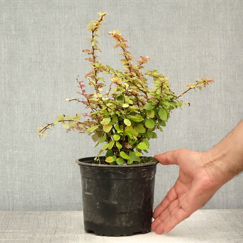 Amostra de Berberis thunbergii Vaso de 2 L/3 L tal como entregue no verão