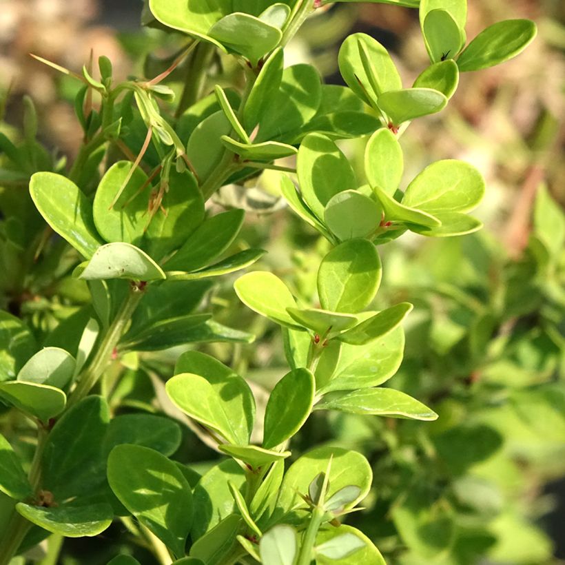 Berberis thunbergii Erecta (Folhagem)