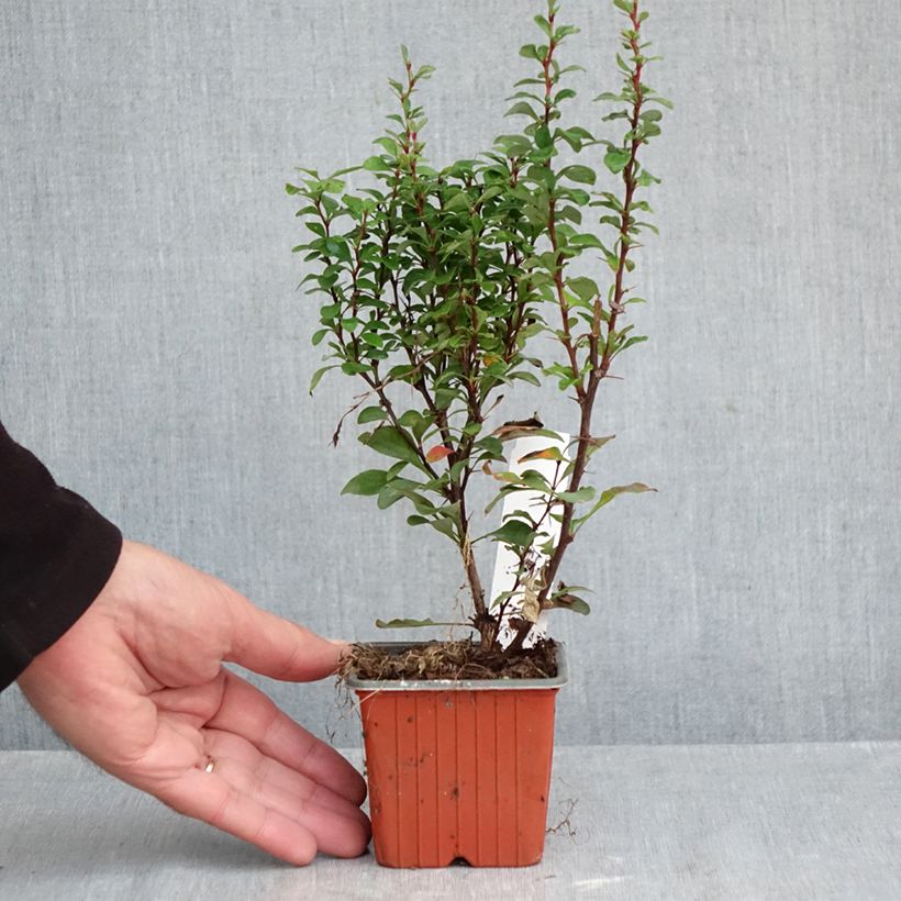 Amostra de Berberis thunbergii Erecta Vaso de 8/9 cm tal como entregue no outono