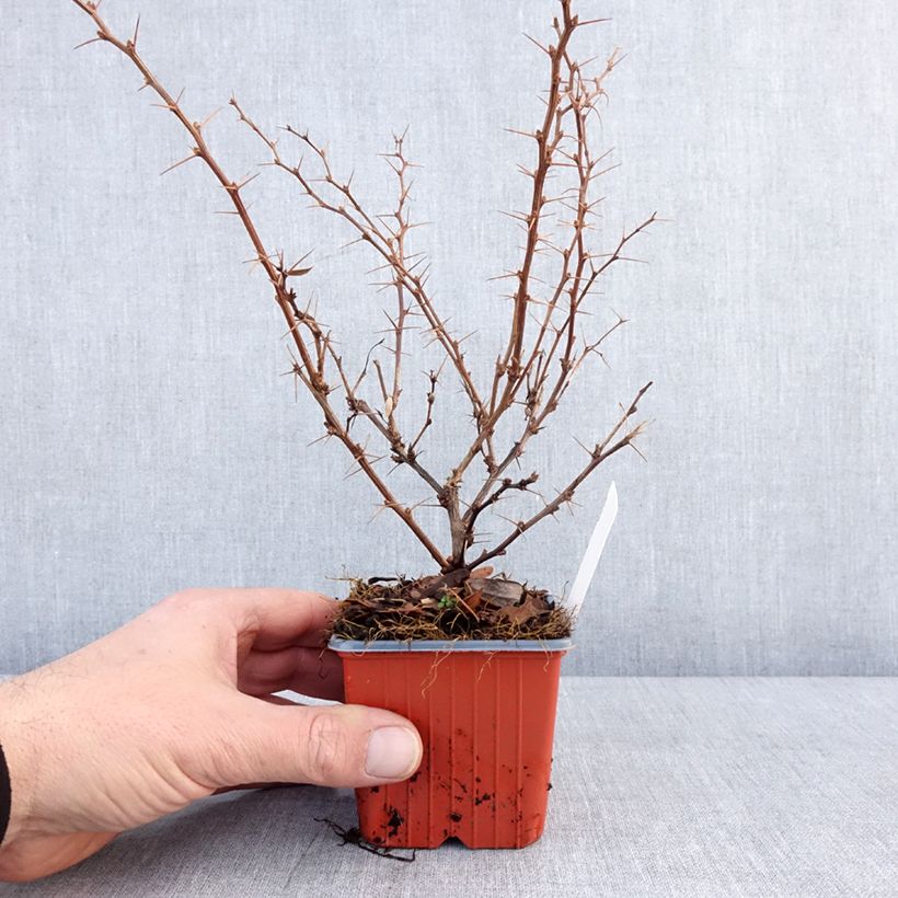 Amostra de Berberis thunbergii Erecta - Epine-vinette Vaso de 8/9 cm tal como entregue no inverno