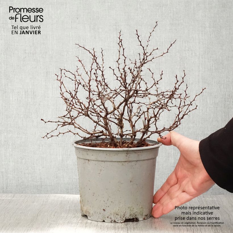 Amostra de Berberis thunbergii Fireball - Epine-vinette Vaso de 2 L/3 L tal como entregue no inverno