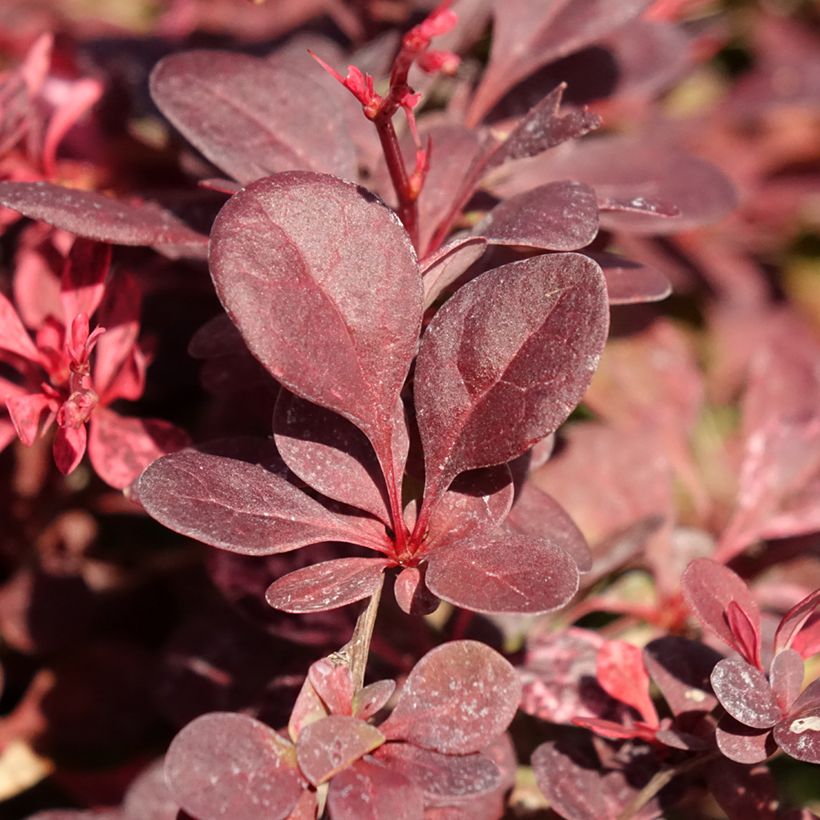 Berberis thunbergii Flamingo (Folhagem)
