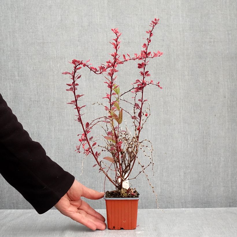 Amostra de Berberis thunbergii Flamingo Vaso de 8/9 cm tal como entregue no outono