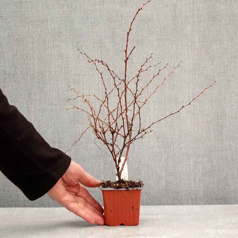 Amostra de Berberis thunbergii Flamingo Vaso de 8/9 cm tal como entregue no inverno