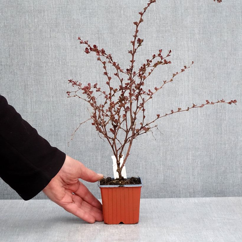 Amostra de Berberis thunbergii Flamingo Vaso de 8/9 cm tal como entregue na primavera