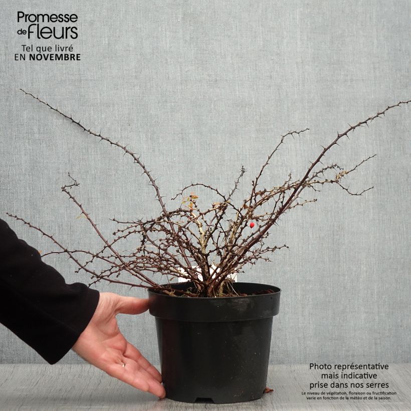Amostra de Berberis thunbergii Golden Carpet Vaso de 3 L/4 L tal como entregue no outono