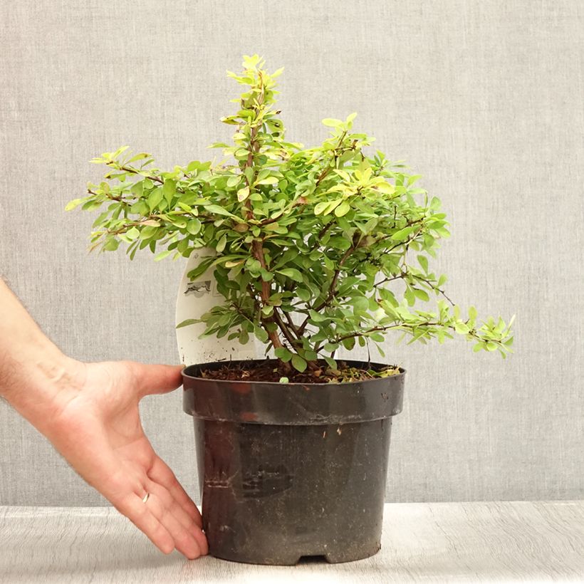 Amostra de Berberis thunbergii Golden Carpet Vaso de 3 L/4 L tal como entregue no verão