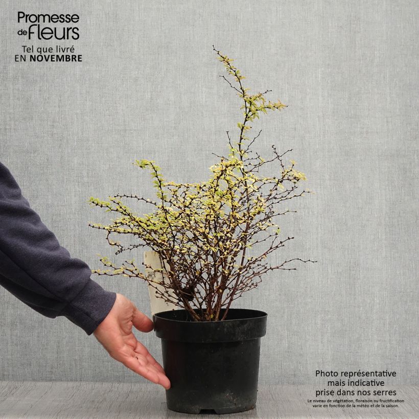 Amostra de Berberis thunbergii Golden Dream Vaso de 2 L/3 L tal como entregue no outono