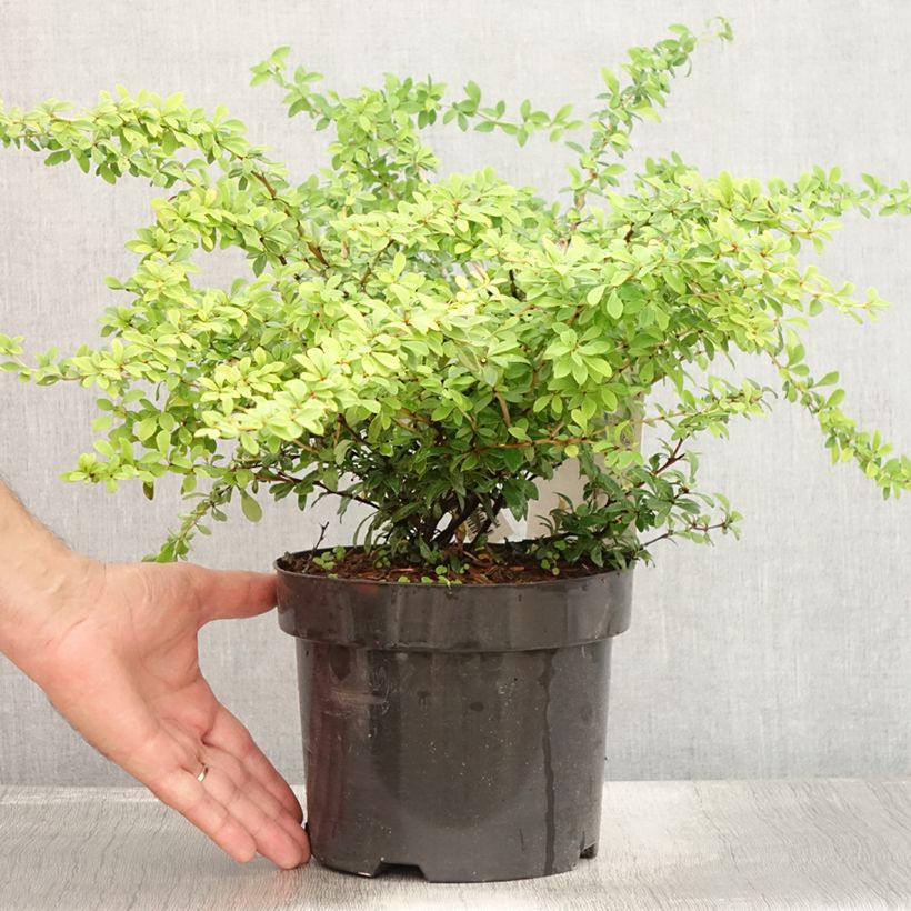 Amostra de Berberis thunbergii Golden Dream Vaso de 2 L/3 L tal como entregue no verão