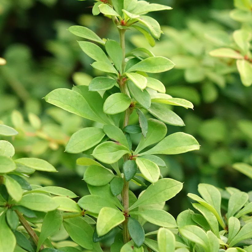 Berberis thunbergii Golden Dream (Folhagem)