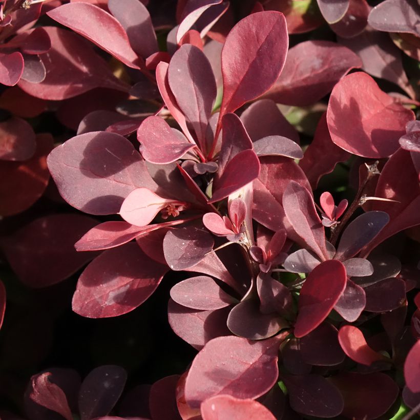 Berberis thunbergii Golden Ring (Folhagem)