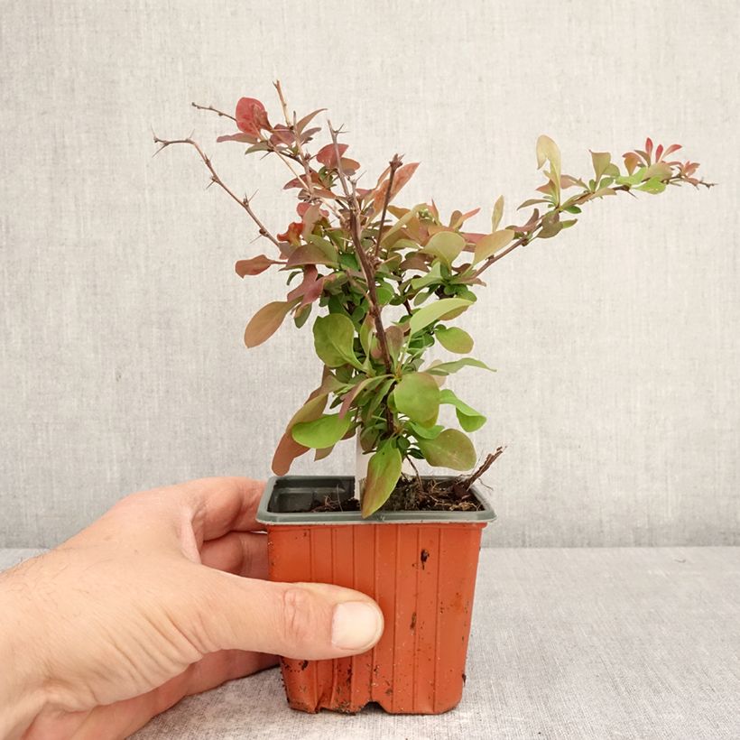 Amostra de Berberis thunbergii Golden Ring Vaso de 8/9 cm tal como entregue na primavera
