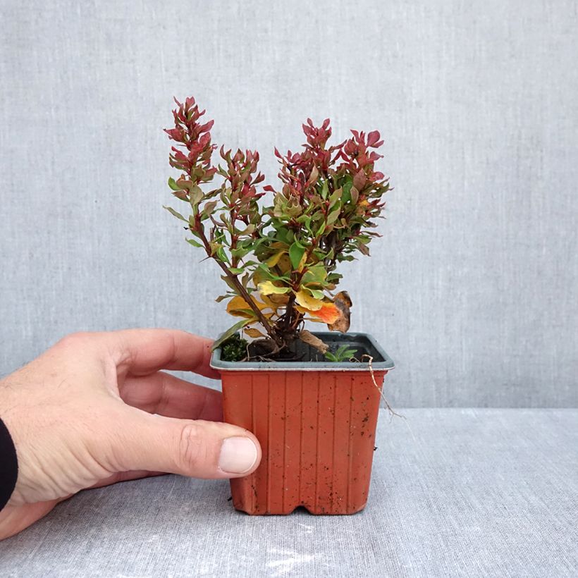 Amostra de Berberis thunbergii Golden Ruby Vaso de 8/9 cm tal como entregue no outono