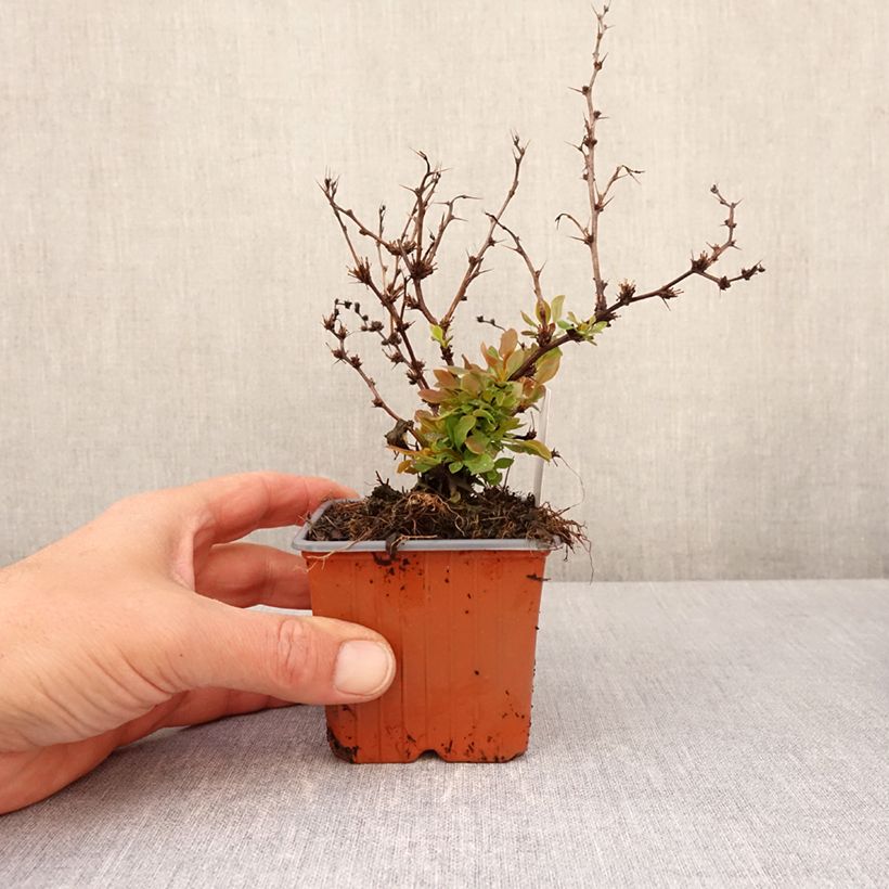Amostra de Berberis thunbergii Golden Ruby Vaso de 8/9 cm tal como entregue na primavera