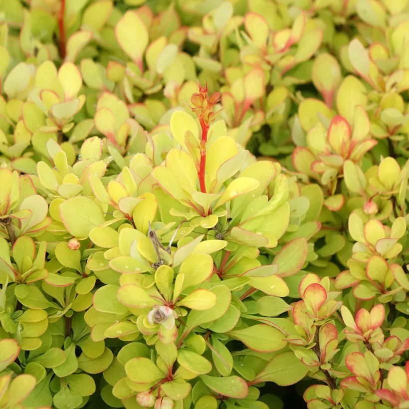 Berberis thunbergii Golden Torch (Folhagem)
