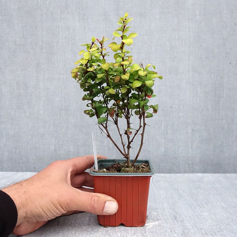 Amostra de Berberis thunbergii Golden Torch Vaso de 8/9 cm tal como entregue no outono