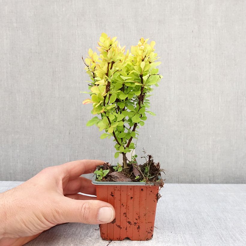 Amostra de Berberis thunbergii Golden Torch Vaso de 8/9 cm tal como entregue na primavera