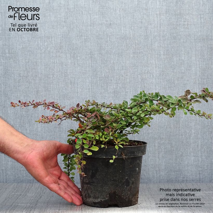 Amostra de Berberis thunbergii Green Carpet Vaso de 3 L/4 L tal como entregue no outono