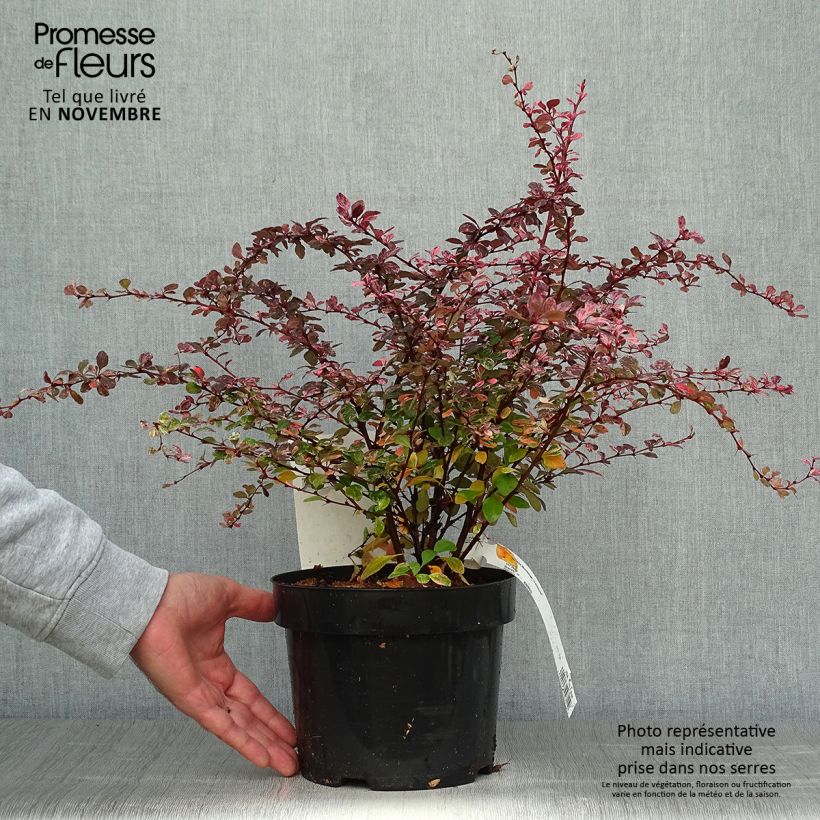 Amostra de Berberis thunbergii Harlequin Vaso de 2 L/3 L tal como entregue no outono