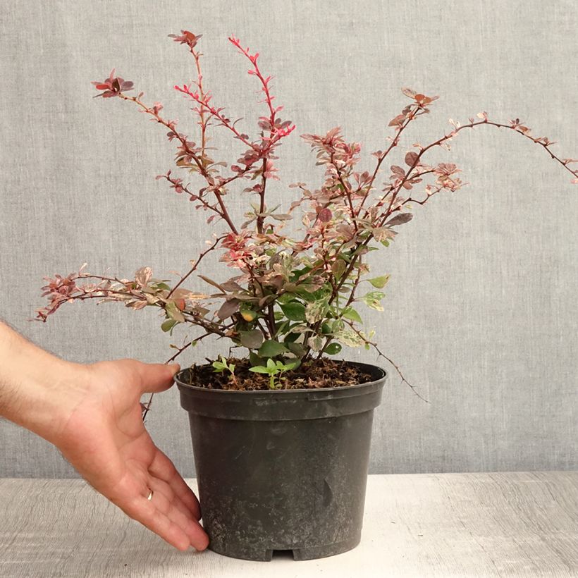 Amostra de Berberis thunbergii Harlequin Vaso de 2 L/3 L tal como entregue no verão