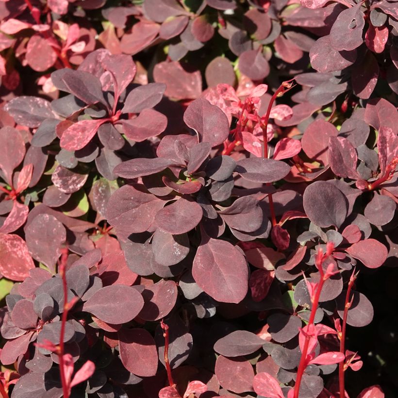 Berberis thunbergii Inspiration (Folhagem)