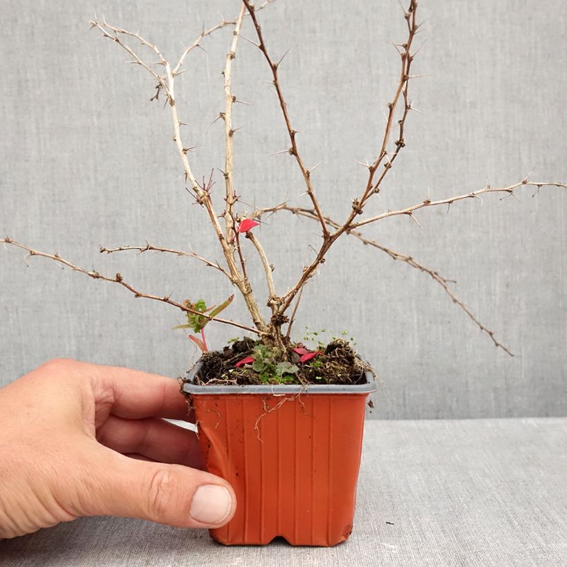 Amostra de Berberis thunbergii Kelleriis Vaso de 8/9 cm tal como entregue no outono