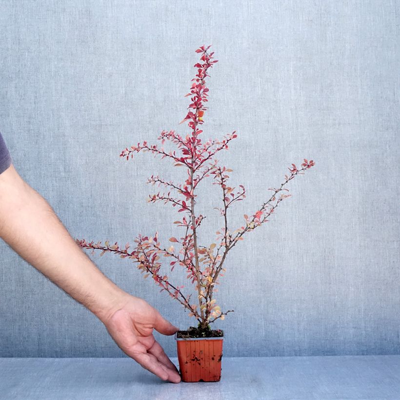 Amostra de Berberis thunbergii Kelleriis Vaso de 8/9 cm tal como entregue no verão