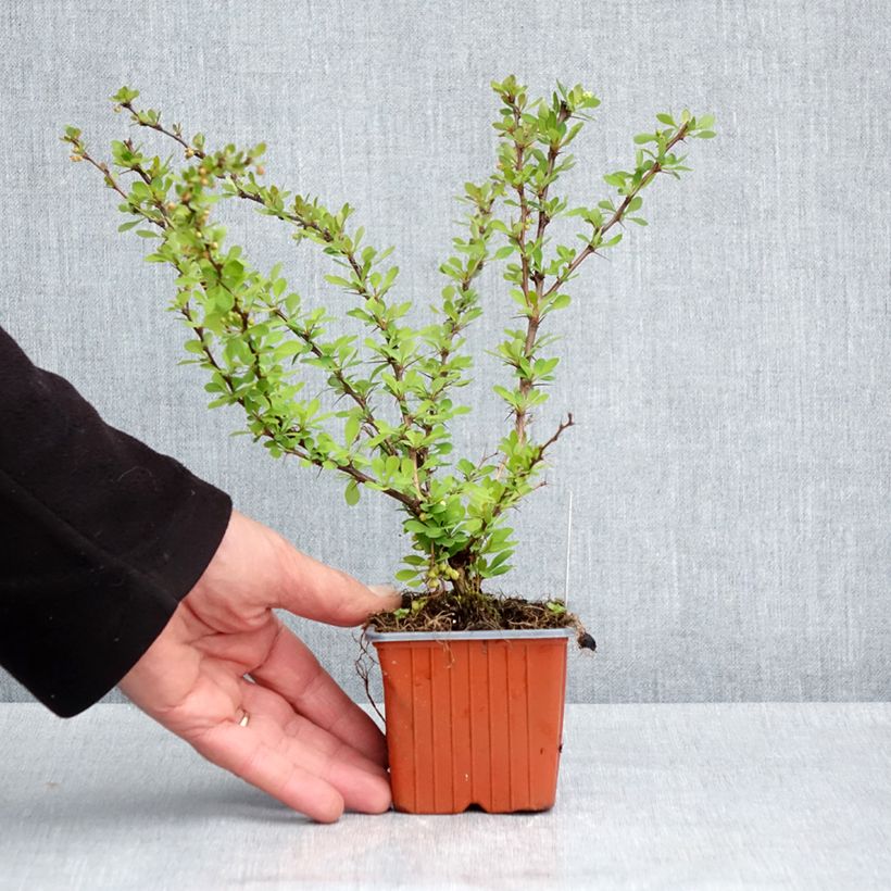 Amostra de Berberis thunbergii Kelleriis Vaso de 8/9 cm tal como entregue na primavera