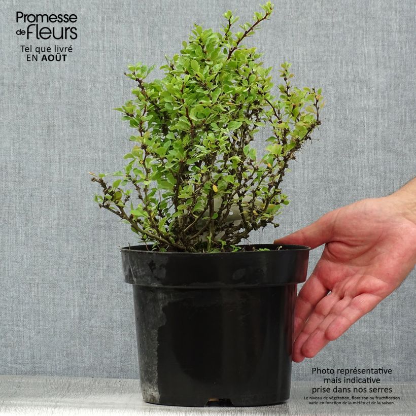Amostra de Berberis thunbergii Kobold Vaso de 2 L/3 L tal como entregue no verão