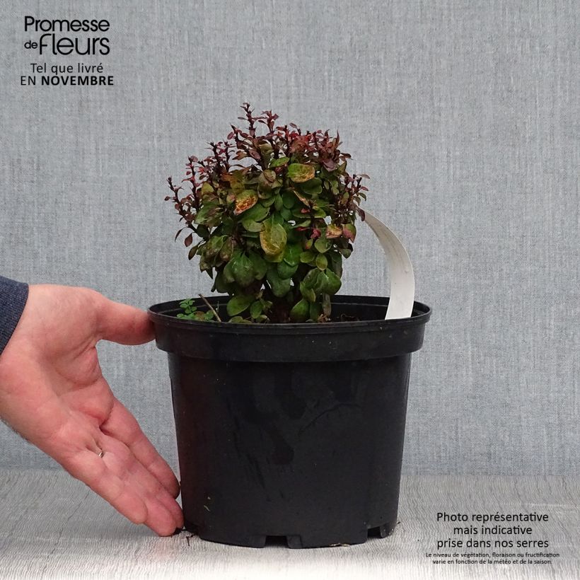 Amostra de Berberis thunbergii Lutin Rouge Vaso de 2 L/3 L tal como entregue no outono