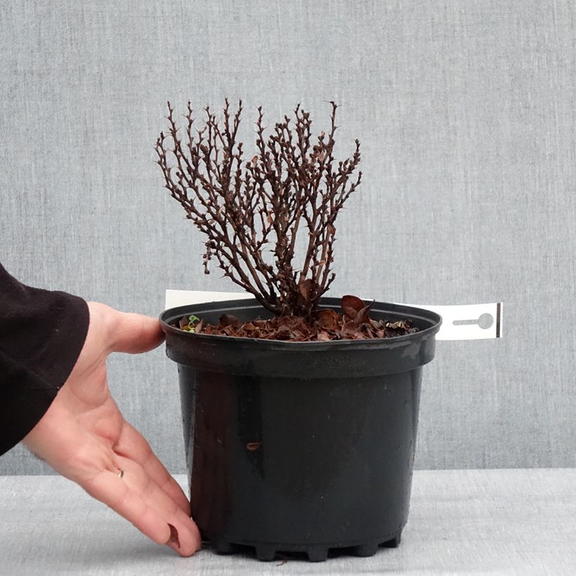 Amostra de Berberis thunbergii Lutin Rouge Vaso de 2 L/3 L tal como entregue no inverno