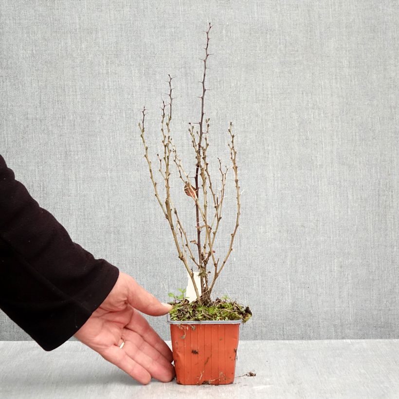 Amostra de Berberis thunbergii Maria Vaso de 8/9 cm tal como entregue no outono