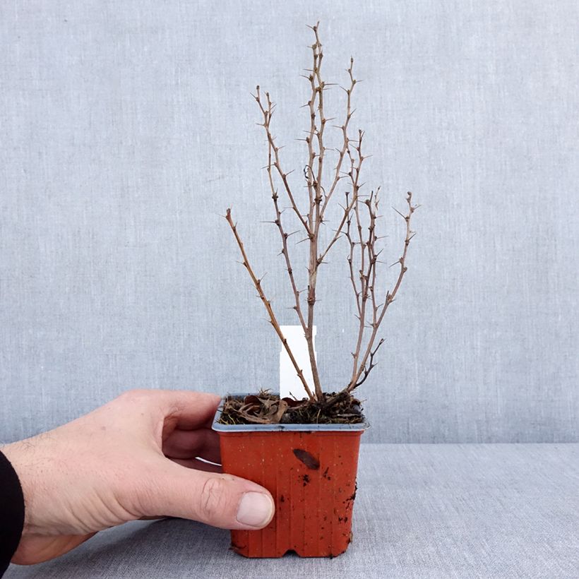 Amostra de Berberis thunbergii Maria Vaso de 8/9 cm tal como entregue no inverno