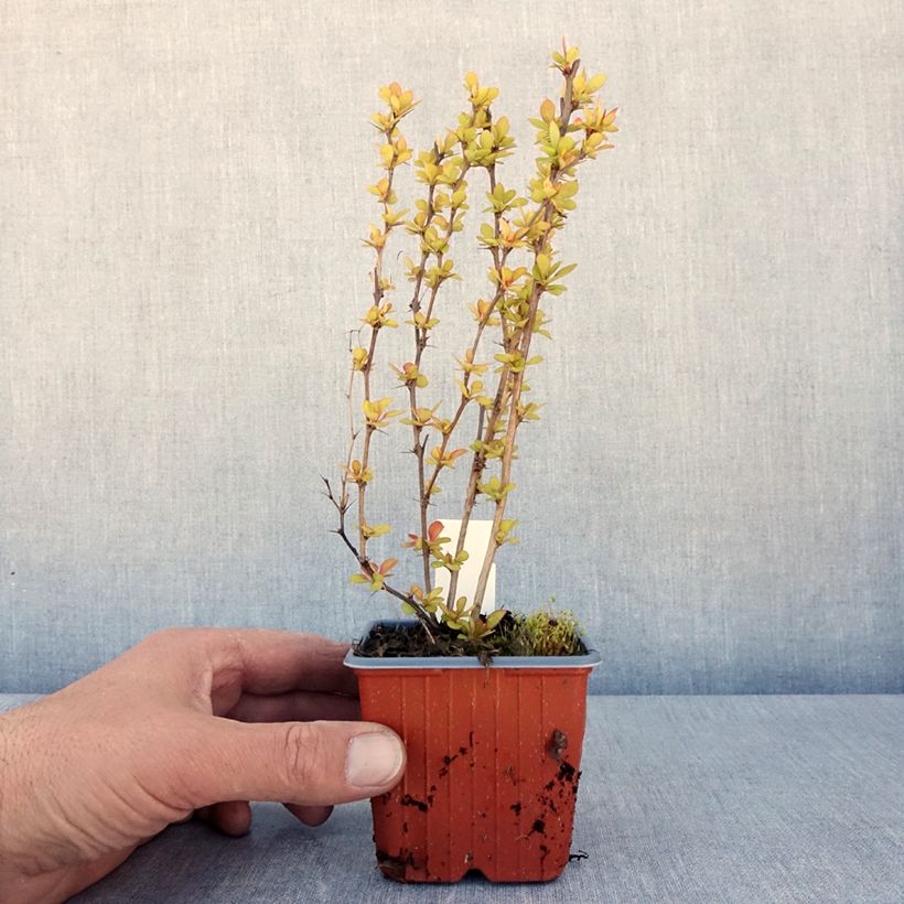 Amostra de Berberis thunbergii Maria Vaso de 8/9 cm tal como entregue na primavera