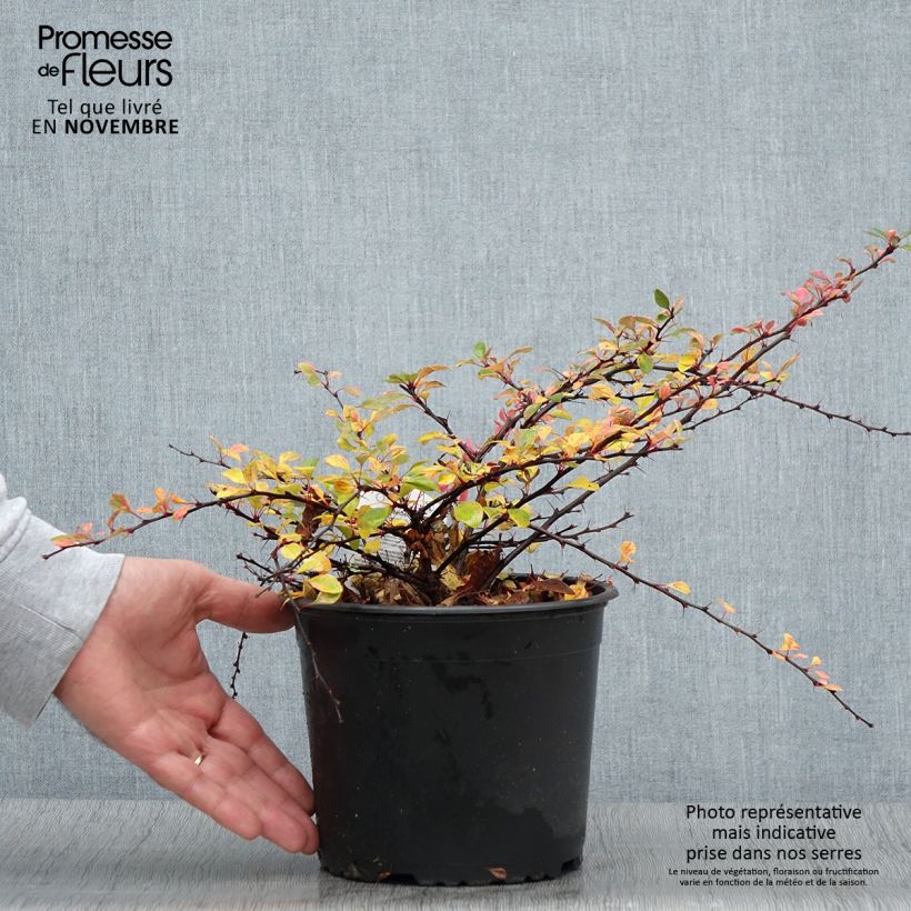 Amostra de Berberis thunbergii Natasza Vaso de 2 L/3 L tal como entregue no outono