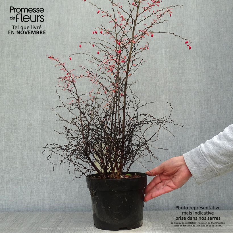 Amostra de Berberis thunbergii Orange Dream Vaso de 2 L/3 L tal como entregue no outono